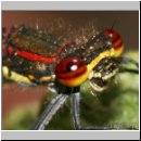 Pyrrhosoma nymphula - Fruehe Adonisjungfer 04.jpg